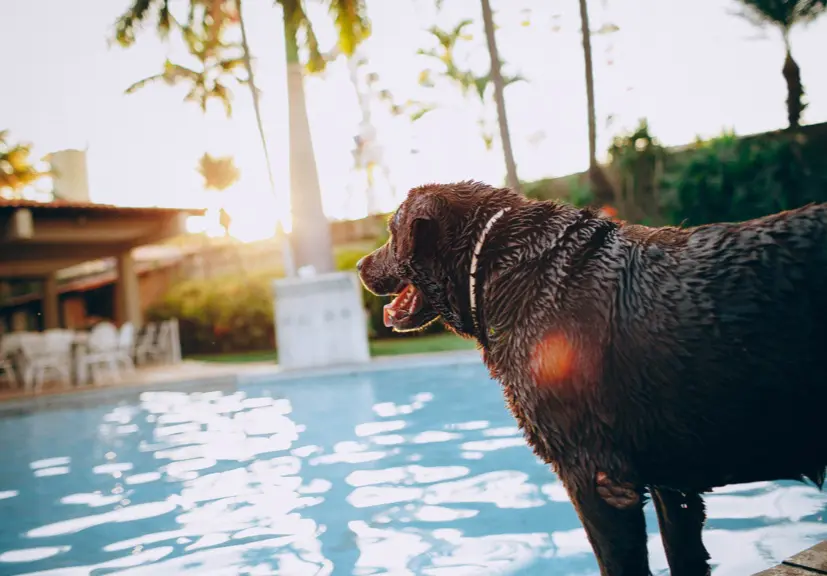 La piscine est-elle sécurisée pour vos animaux de compagnie ?