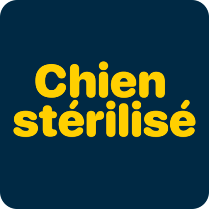 Chien stérélisé