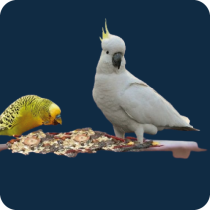 Complément Alimentaire oiseaux